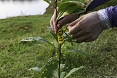 Viet Nam earns nearly $9 million from leaf exports
