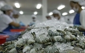 Recommendations for Vietnamese businesses in the face of radioactive shrimp contamination in Indonesia