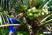 Viet Nam’s coconut exports surge as Thai farmers struggle amid price collapse