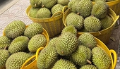 Improving testing quality to serve durian export