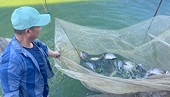 Tilapia aims for key export item