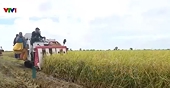 Viet Nam's low-emission rice conquers many demanding markets