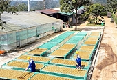 Surpassing the US, Asia becomes Viet Nam's largest agricultural import market