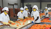 Fresh impetus for Viet Nam’s fruit, vegetable exports