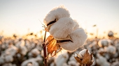 Cotton Gains Spotlight as U.S.-Vietnam Trade Deal Nears Signature
