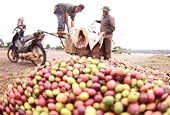 Coffee exports likely to exceed US$8 billion this year