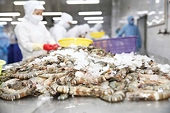 China, Vietnam And Belgium Come To The Rescue Of Shrimp Exporters Business