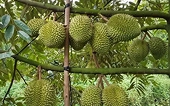 Durian continues to be a key export commodity