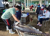 Raw material crisis, stricter IUU controls hinder tuna industry’s recovery