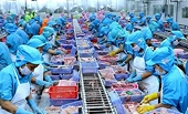 Whitefish shortage in EU opens market opportunities for Viet Nam’s pangasius