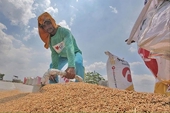 Viet Nam 2025 rice exports seen falling 11.5% on Philippines import ban