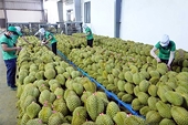 Fruit and vegetable exports set a record of nearly 8 billion USD