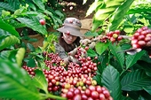 Viet Nam's coffee exports shift towards increasing value