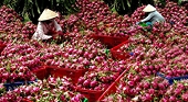Asia is Viet Nam’s biggest farm export market
