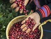 Viet Nam’s coffee exports shift towards higher-value products