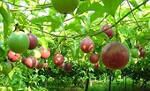 Passion fruit exports hit new highs after years of rapid growth