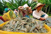 Vietnamese lobsters and prawns show positive prospects in China