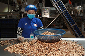 Vietnamese cashew nuts: From raw exports to plant-based milk opportunities in US