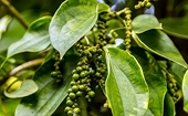 Viet Nam becomes Brazil’s largest pepper export market in 11 months