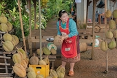 Vietnamese durian faces increased competition in China.