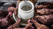 EU slaps duties on choline chloride imports from China