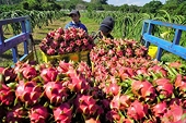 EU recognizes quality of Vietnamese agricultural products