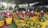 Viet Nam's fruit, vegetable exports hit record in 2025