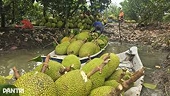 What requirements must fresh jackfruit exported to China from June onwards meet?