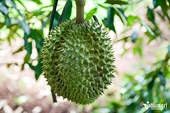 Viet Nam’s durian exports near $4 billion, set to surpass Thailand in China