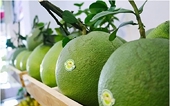 China imports nearly 110,000 tons of pomelo, but not Vietnamese pomelo