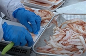 China becomes Viet Nam's first 'billion-dollar' market for shrimp