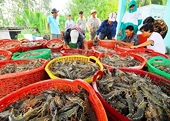 China overtakes US as Viet Nam’s largest shrimp importer