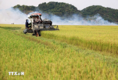 Viet Nam exports over eight million tons of rice in 2025