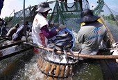 VASEP forecasts pangasius exports to hit 2.3 billion USD this year