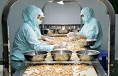 Cashew paradox: Viet Nam exports soar, but imports hit record high