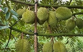Fruit and vegetable exports to China reach record high