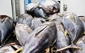 Tuna exports regain growth momentum