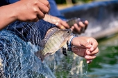 US-Viet Nam partnership targets tilapia development and soy-based aquafeed trade