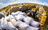 Viet Nam is expected to export 7.73 million tons of rice in 2026