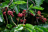 Viet Nam’s coffee export hits $433 million in just 15 days