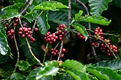 Coffee exports bring Viet Nam close to $1 billion in just one month