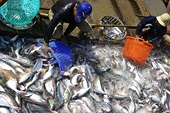 Pangasius prices hit record highs as exports surge