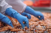 Vietnamese shrimp faces increased competition as India boosts exports to the EU
