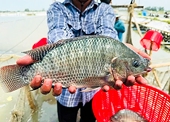 A species of fish that is easy to raise, highly nutritious, and sells well in the US and Brazil brings in hundreds of millions of dollars