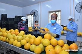 China issues new import requirements for 2,589 agricultural products; Vietnamese businesses should take note