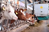 China is about to impose anti-subsidy tariffs on certain EU dairy products