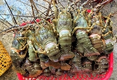 Why did China halve its imports of Canadian lobster and double its purchases from Viet Nam?