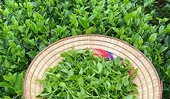 Tea exports: Raising quality standards, creating value