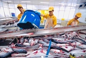 Pangasius exports have the opportunity to break through