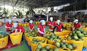 Viet Nam's fruit and vegetable exports have accelerated since the beginning of the year